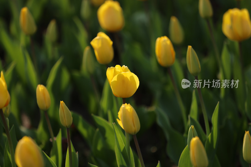 杭州太子湾公园绽放的黄色郁金香花海