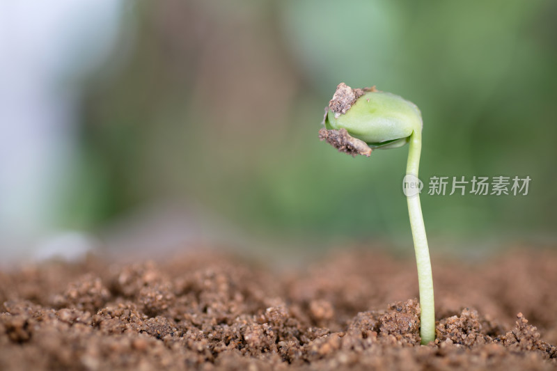 春日里土壤里生长出来的嫩芽