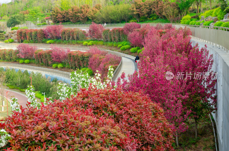 春天的公园，高低错落的海棠花花海