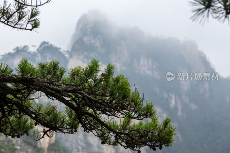 云海中的大明山