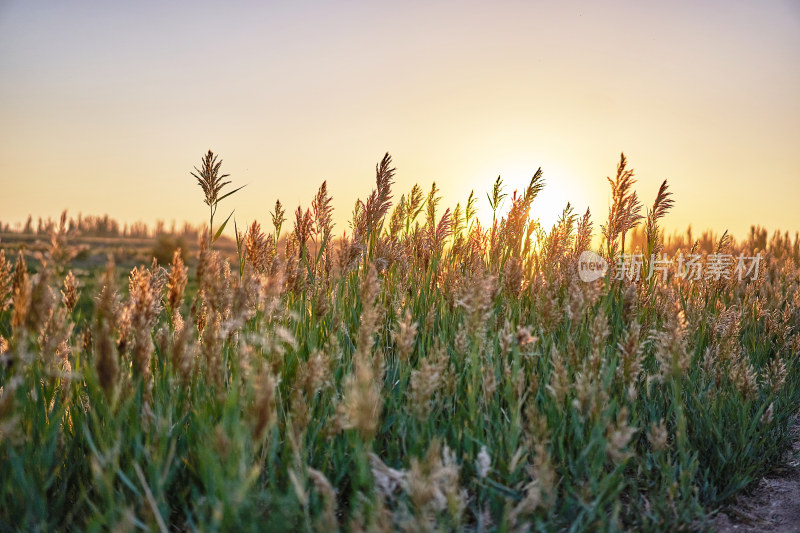 夕阳下的芦苇