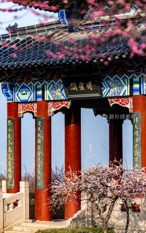 南京明孝陵梅花山梅花开