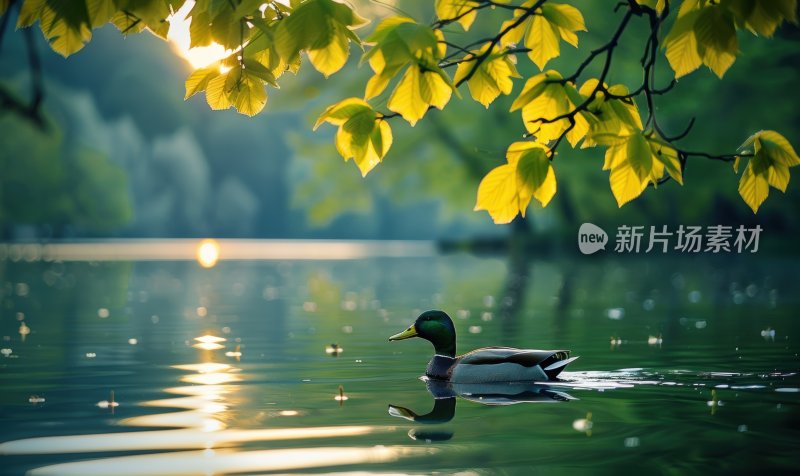 湖边鸭子春江水暖宁静悠闲湖泊背景