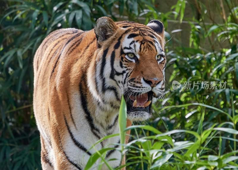 野生动物老虎食肉动物狩猎者