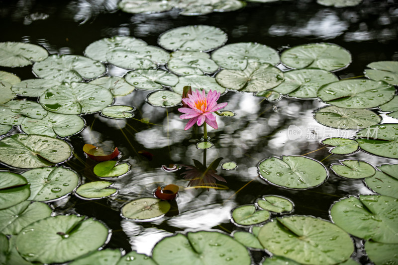 植物园睡莲特写