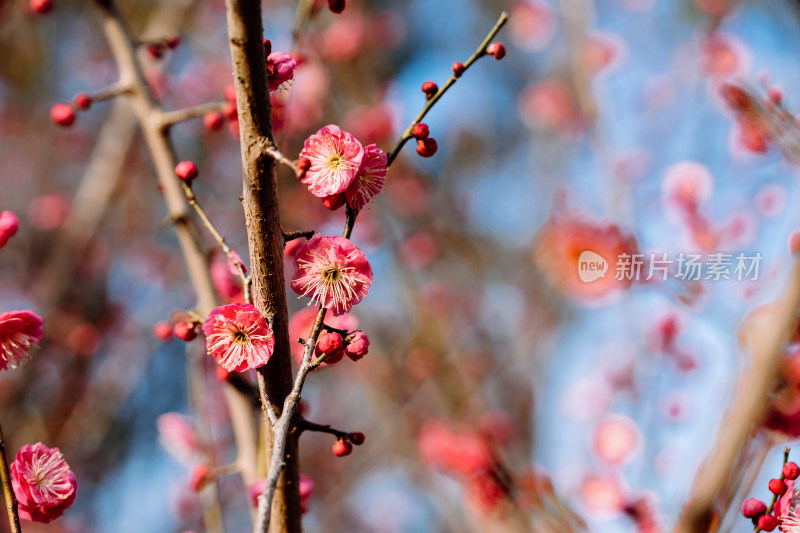 西溪湿地盛开的梅花