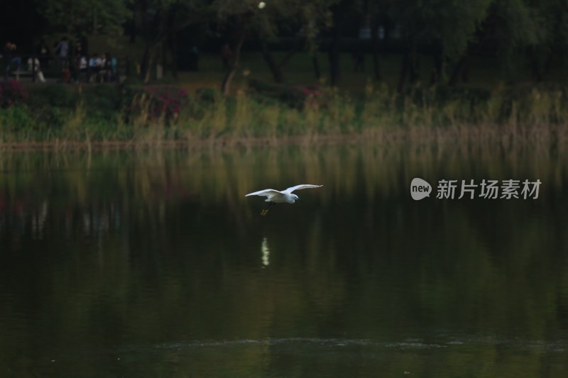 白鹭于湖面低空飞行