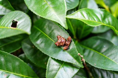 树叶上的奇异生物