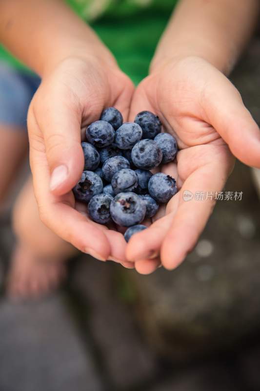 蓝莓 水果 花青素 健康水果