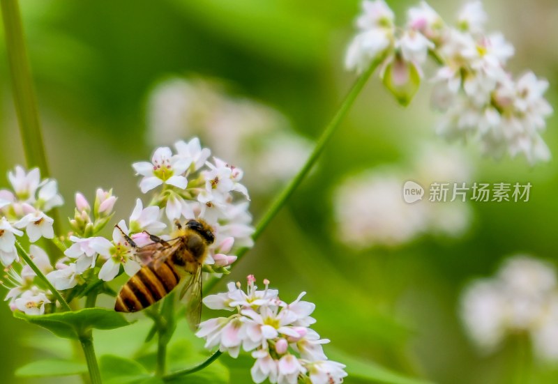 重庆酉阳：荞花.蜜蜂