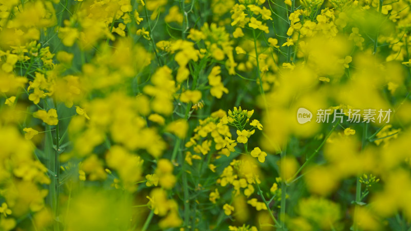 春天的油菜花田