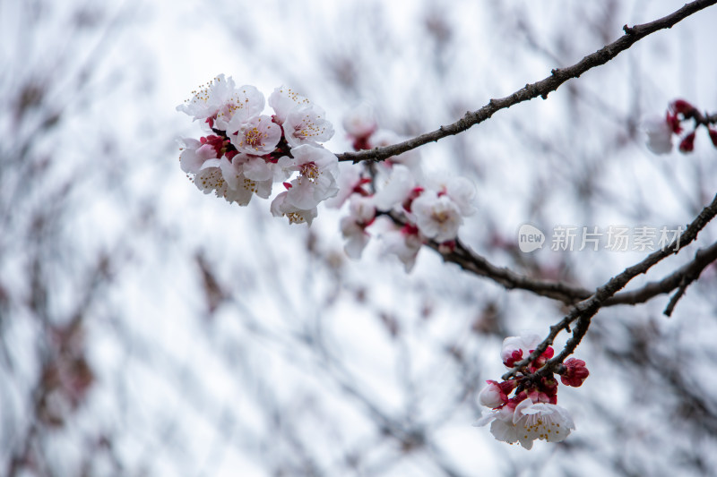 春天枝头绽放的白色杏花