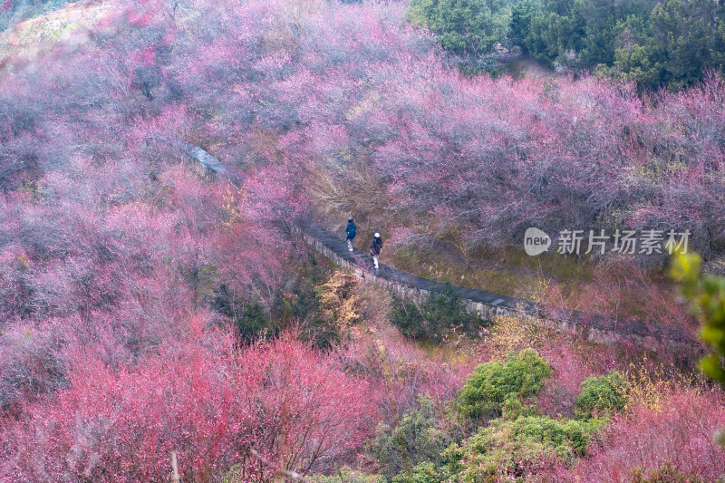 安徽歙县卖花渔村梅花盛开