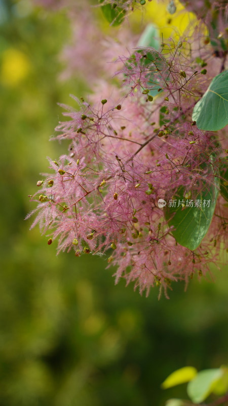 花草植物素材——黄栌花