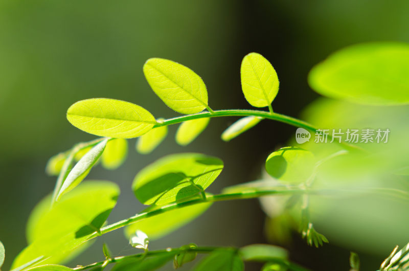 嫩绿植物枝叶特写