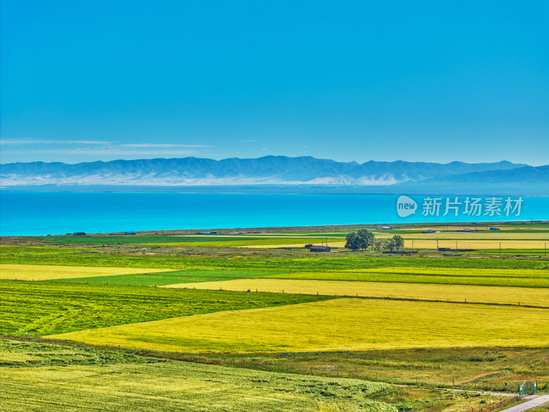 青海湖的油菜花海