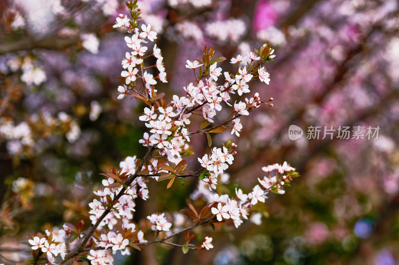 盛开的樱花