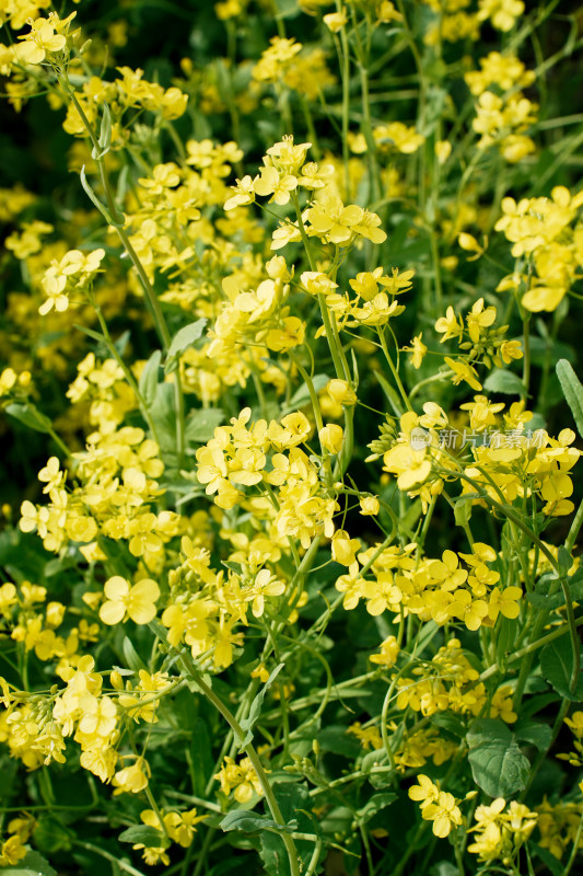 北京温榆河公园油菜花田