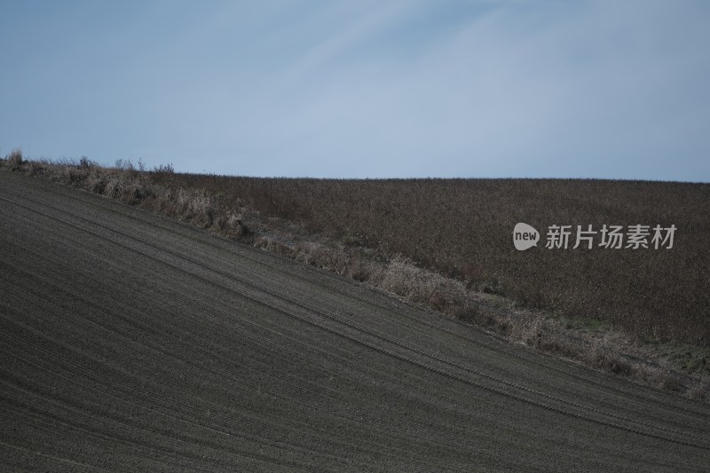 收割后的纹理感稻田