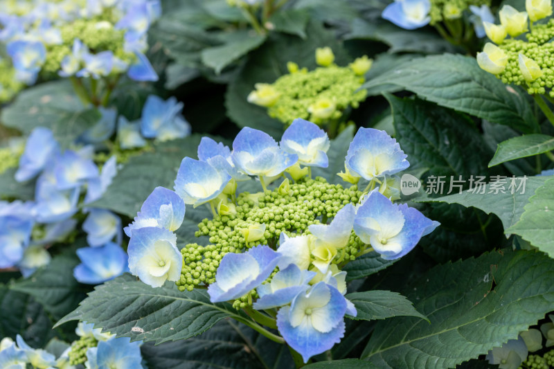 绣球花、花朵