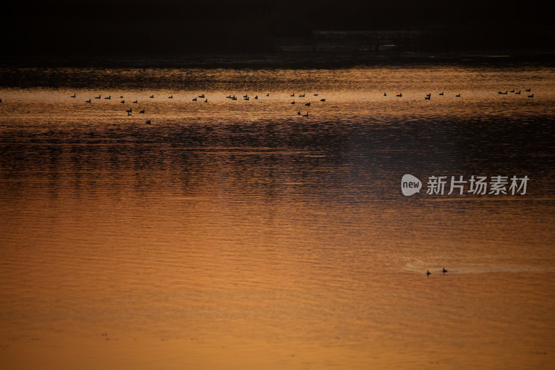 夕阳下水面上的鸟群晚霞