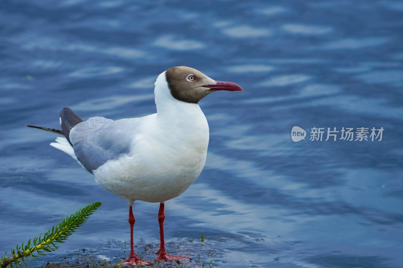 若尔盖的海鸥