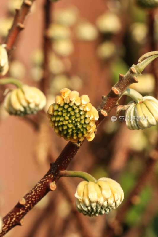 结香花花蕾实拍素材