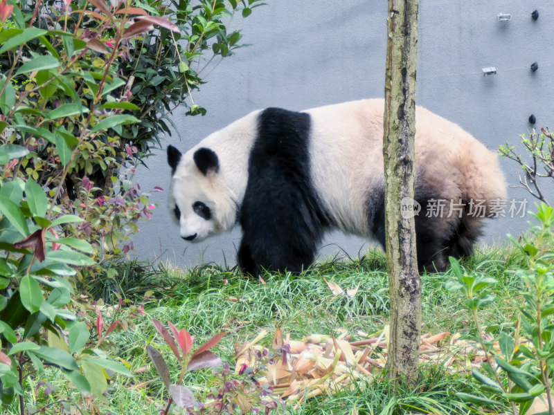 成都大熊猫繁育研究基地的大熊猫