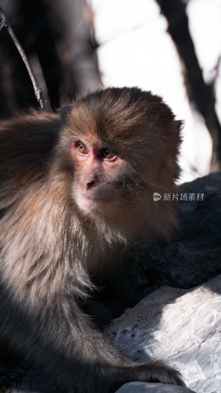 特写猴子动物素材