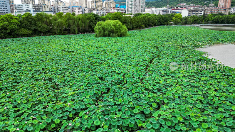 航拍绿色植物荷花荷叶