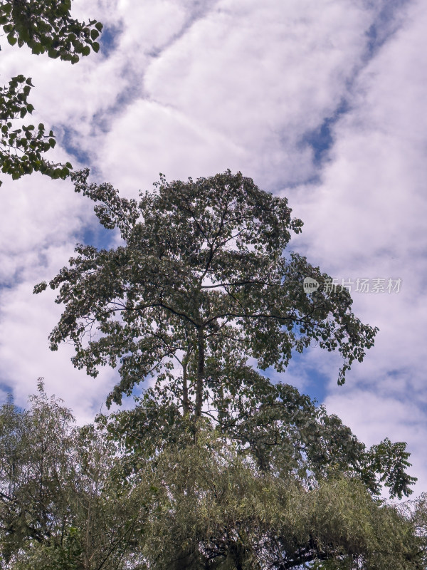 多云天空下树木的低角度视图