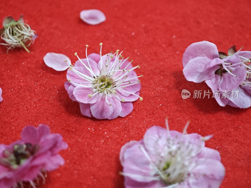 红色背景上的粉色花朵