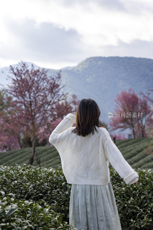 在大理无量山樱花谷度假的美女