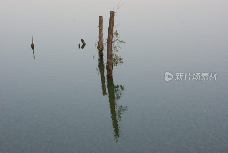 水中枯木桩与倒影