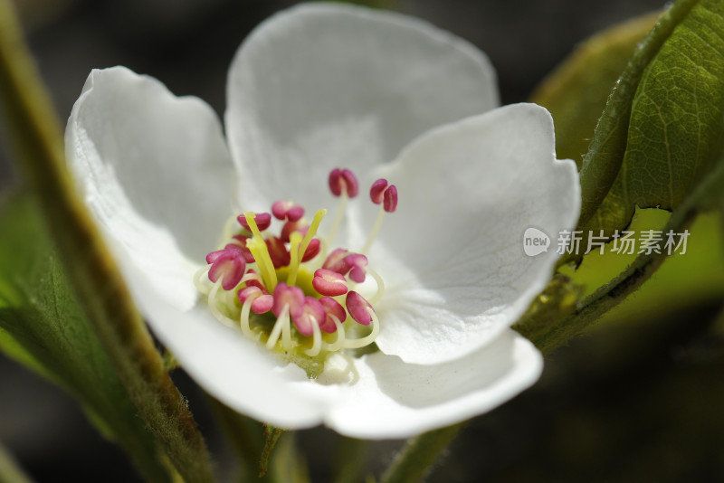 鲜花梨花盛开