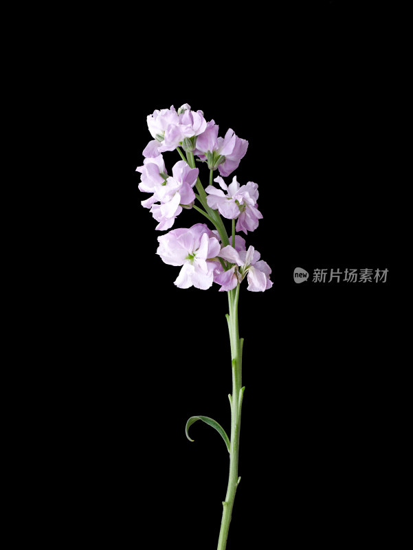 黑色背景上的一朵鲜花紫罗兰