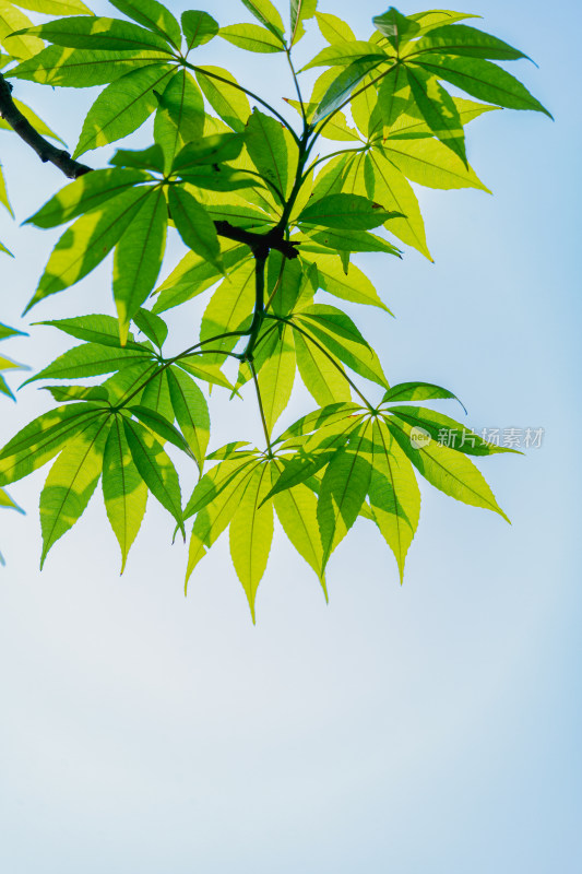 夏日阳光下的叶子