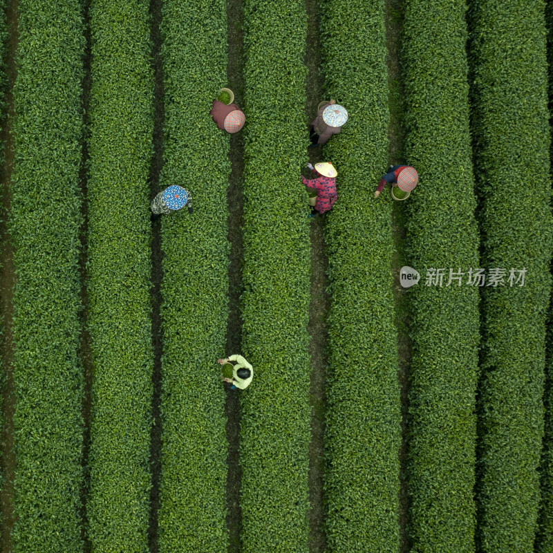 杭州西湖龙井茶园采茶