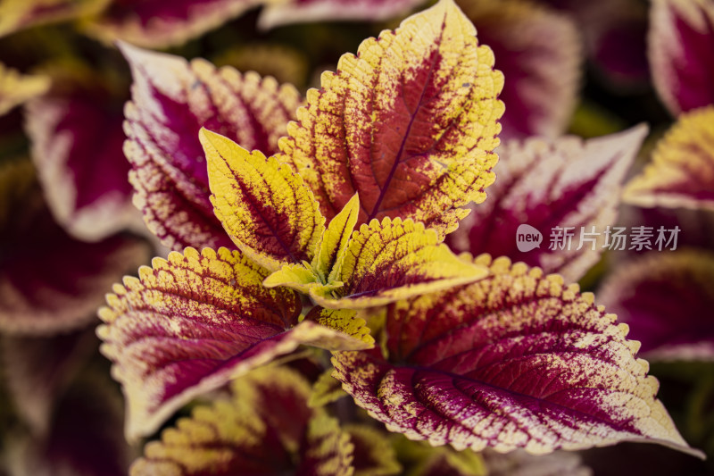 植物花朵特写