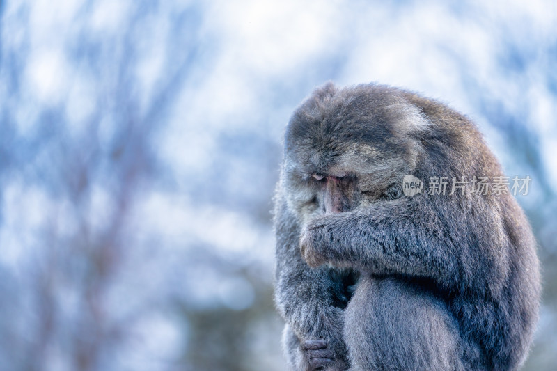 川西海螺沟的野生动物藏酋猕猴冬季特写