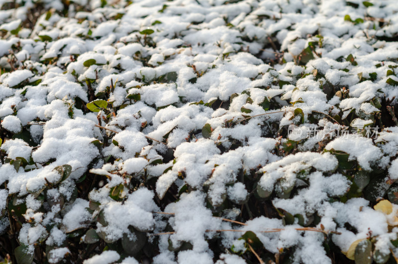 冬天落雪的冬青树