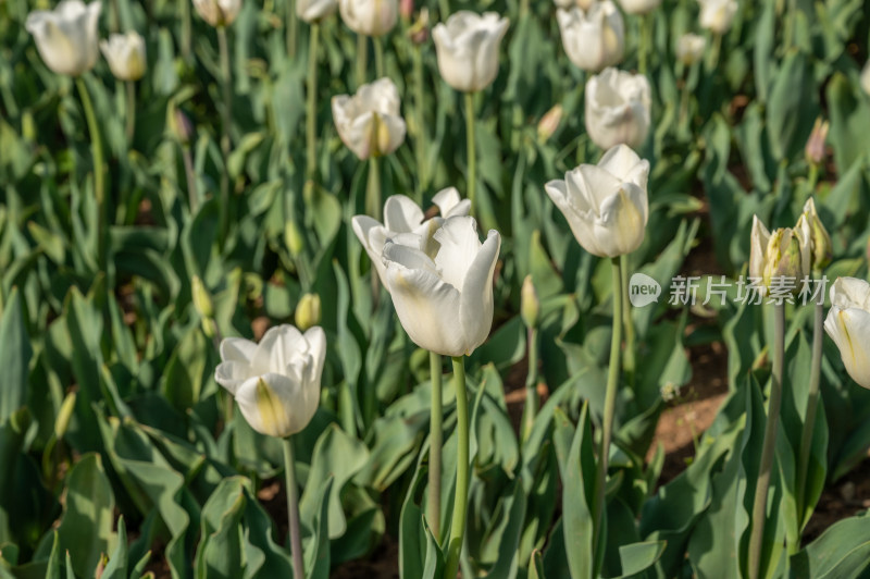 盛开的白色郁金香花丛