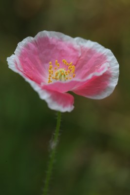 盛开的花朵