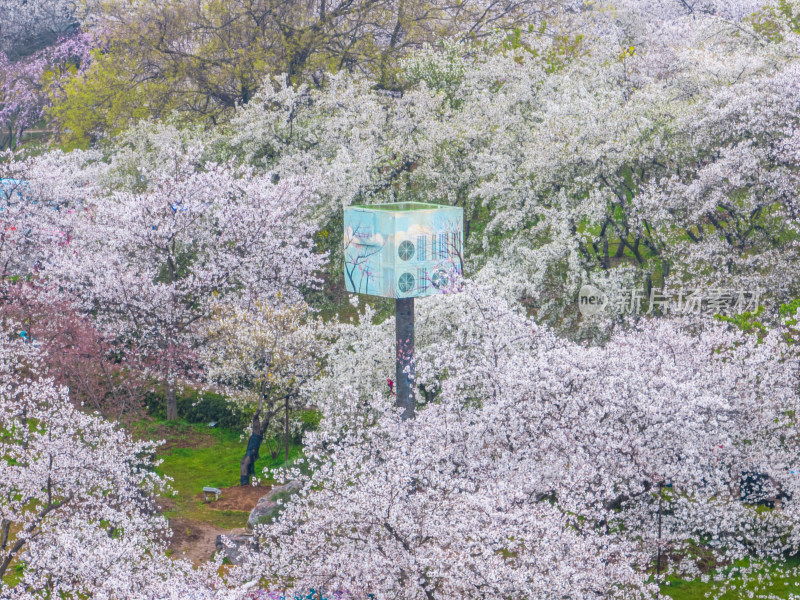 武汉东湖磨山樱花园樱花盛开