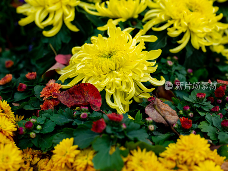 户外秋日菊花特写