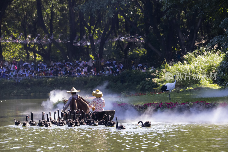小船与黑天鹅 人与自然和谐相处