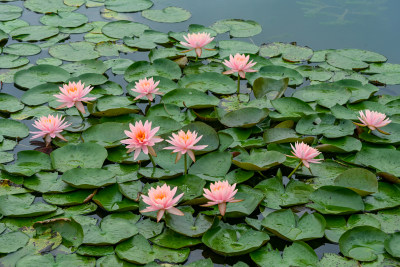 夏天睡莲开花