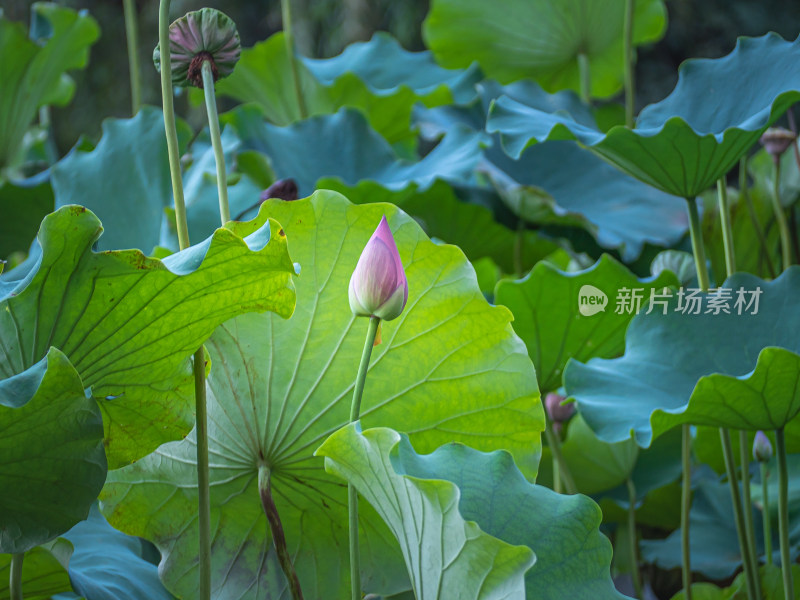 池塘里的荷花