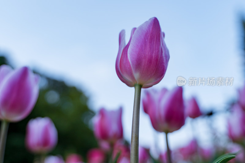 深圳仙湖植物园盛开的郁金香