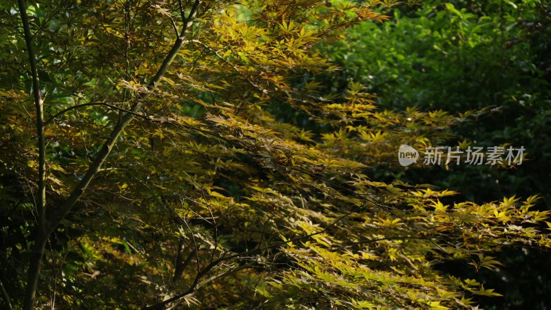 阳光下的枝叶繁茂景象
